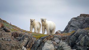 Polar bears in Torngat Mountains National Park, Canada (© Cavan Images/Offset by Shutterstock)(Bing Australia)