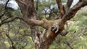 Leopard snoozing in a tree in Namibia for National Napping Day (© M. Watsonantheo/SuperStock)(Bing United States)