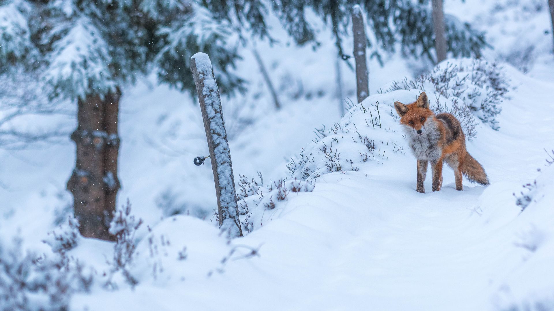 Renard roux, Lac des Truites, Soultzeren, Alsace, France