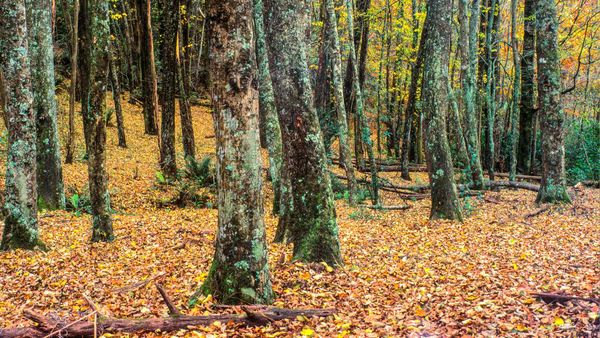 Historic nursery land in Emerald Lake Park, Victoria