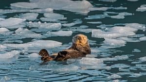 Sea otter, Prince William Sound, Alaska, USA (© Gerald Corsi/Getty Images)(Bing Canada)