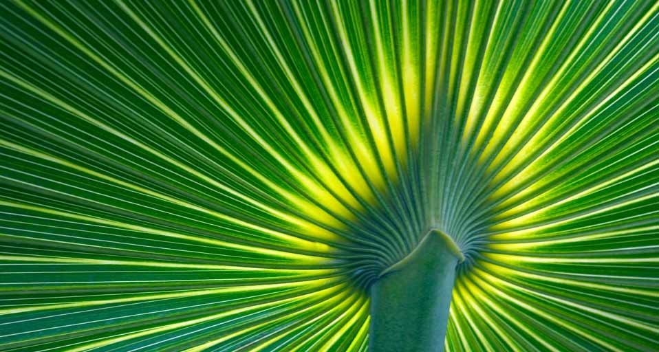 PalmFrond