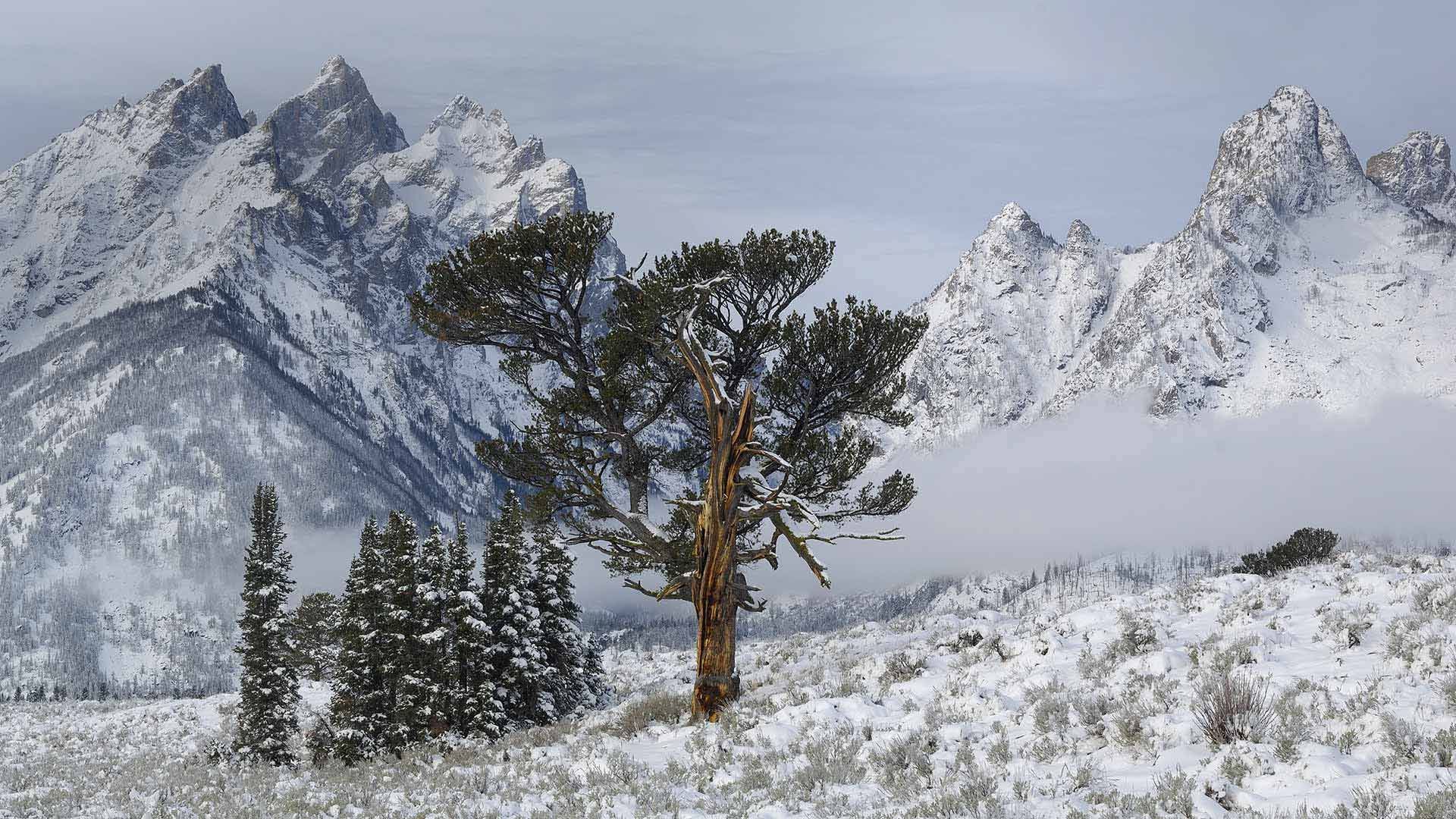 The Old Patriarch Tree of Grand Teton National Park, Wyoming