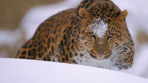 A rare amur leopard peers over a snowy embankment