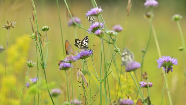Butterflies in a meadow in Germany
