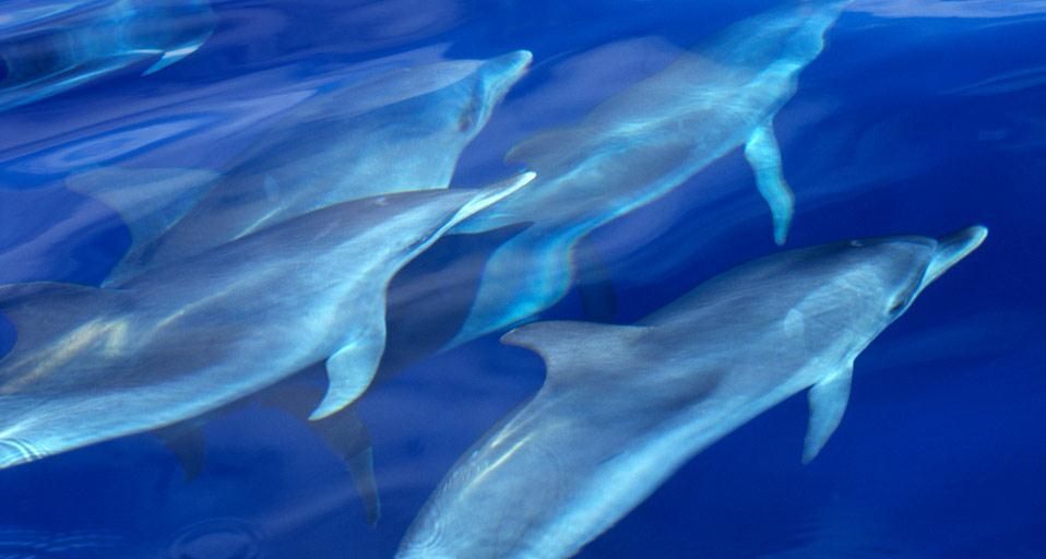 DolphinPod