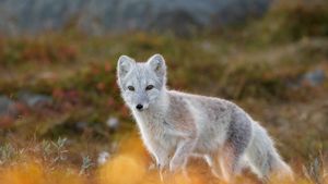 北极狐，挪威多弗勒山-松达尔国家 (© Andy Trowbridge/Minden Pictures)(Bing China)