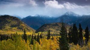 Autumnal woodland and Young Peak, British Columbia, Canada (© David Noton/Minden)(Bing Canada)