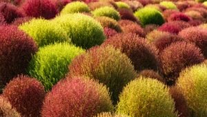 Field of kochia plants, China (© lingqi xie/Getty Images)(Bing Canada)