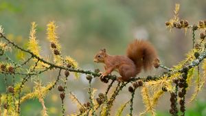 Eurasian red squirrel, Netherlands (© Ernst Dirksen/Minden Pictures)(Bing Canada)