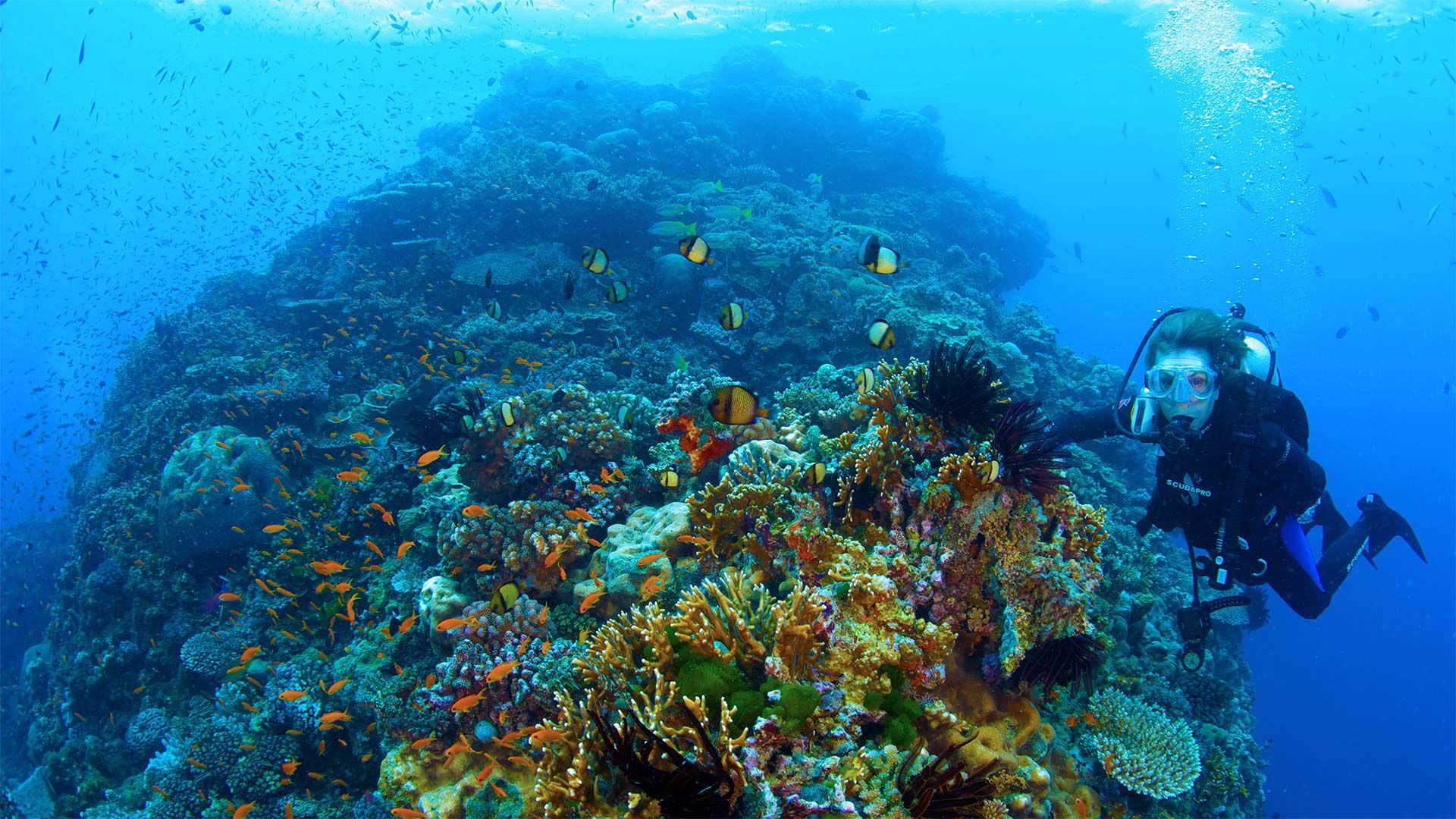 Dr Sylvia Earle explores the Great Barrier Reef in a scene from Mission Blue