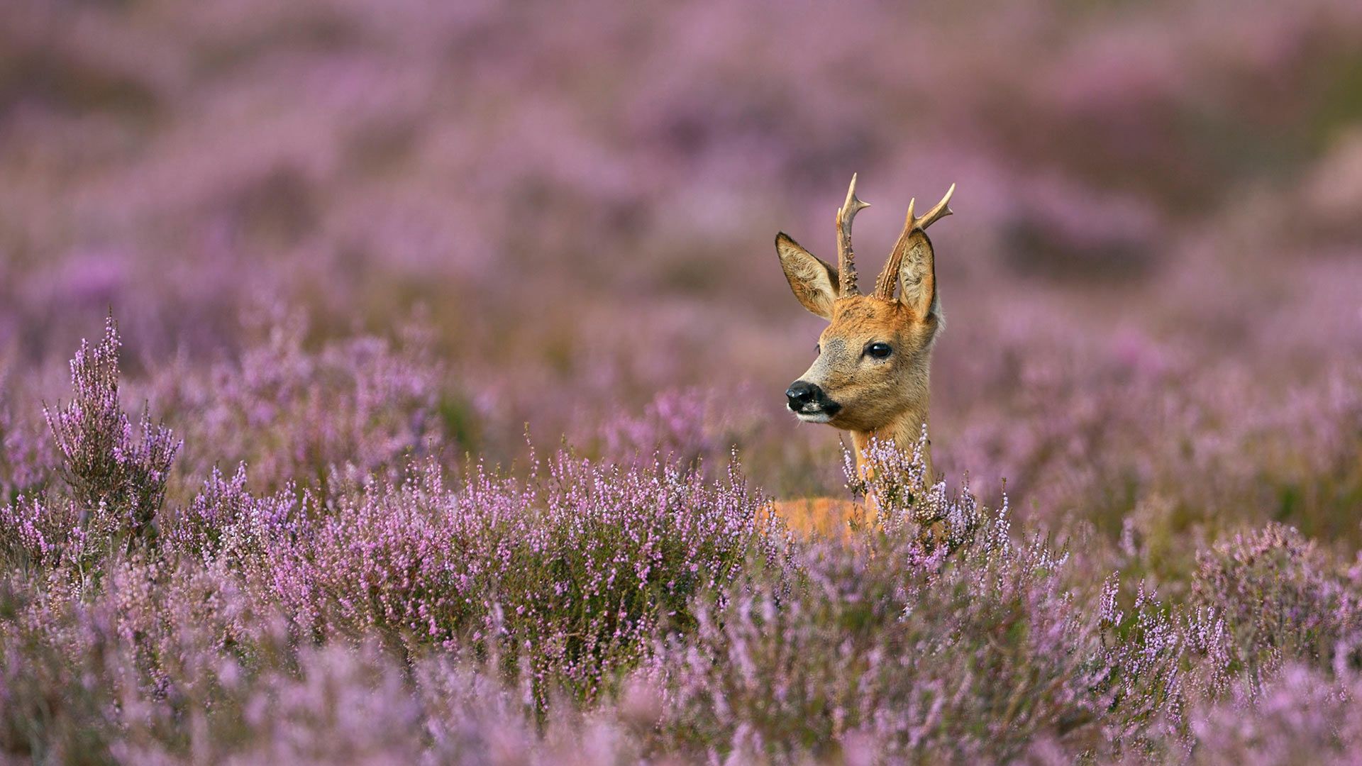 Male roe deer surrounded by heather