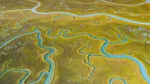 鸟瞰Mockhorn岛野生动植物管理区沼泽地内的潮汐通道，弗吉尼亚 (© Shane Gross/Minden Pictures)(Bing China)