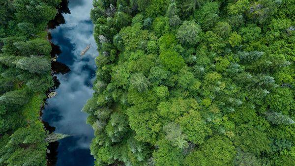 Boreal forest, Quebec, Canada