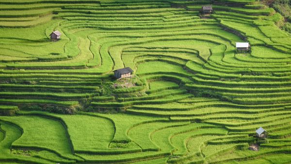 Terrazze di riso, Mù Cang Chải, Provincia di Yên Bái, Vietnam