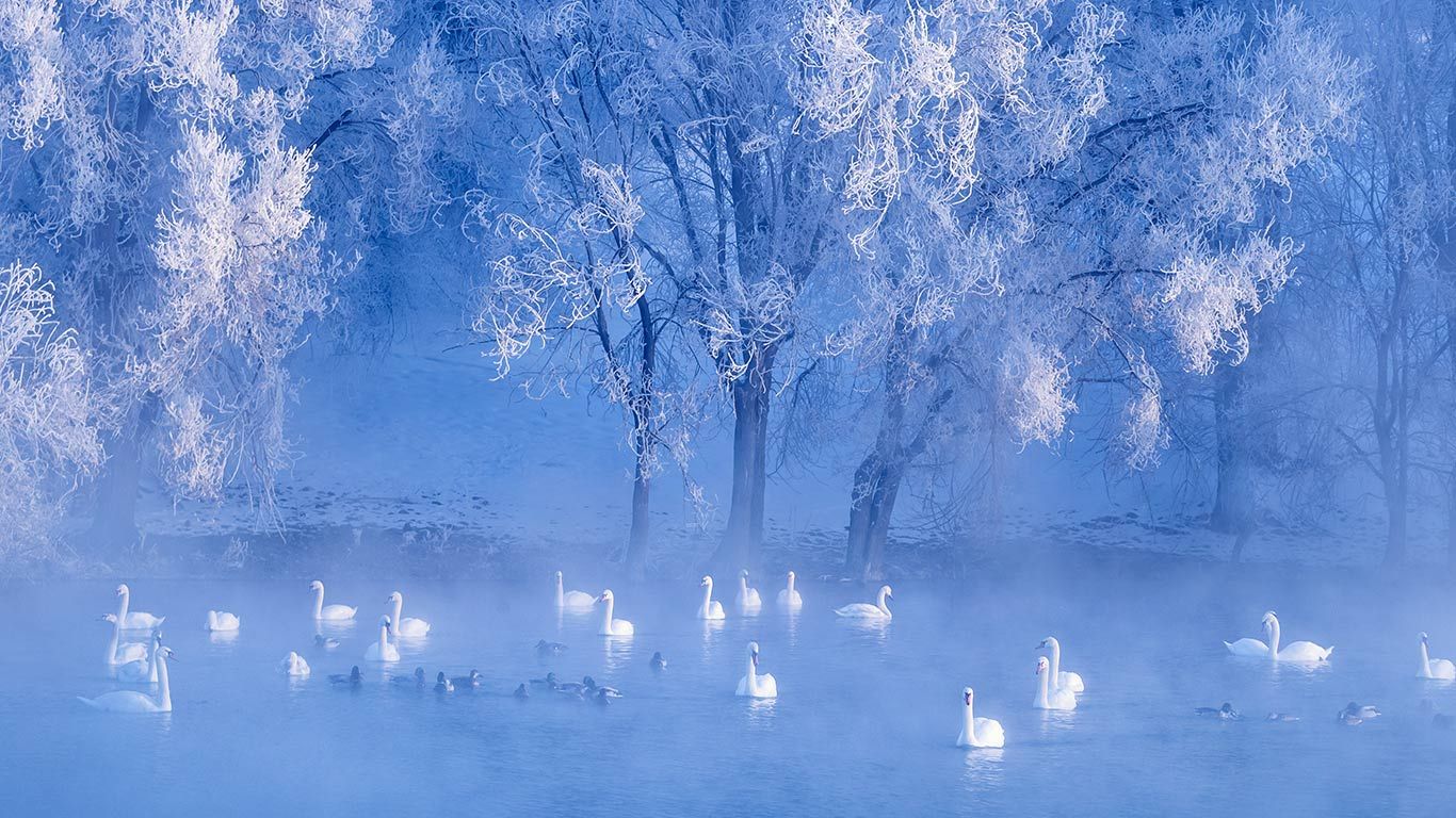 Swans on lake, Yili, Xinjiang, China