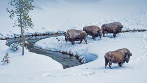 黄石国家公园的美洲野牛，美国怀俄明州 (© Steve Gettle/Minden Pictures)(Bing China)