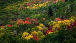 Arbres aux couleurs de l’automne à Pinecone Ridge près de Park City, Utah, États-Unis (© Patrick Brandenburg/Tandem Stock)(Bing France)