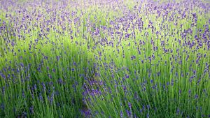 ラベンダー畑, 北海道 中富良野町 (© Weiheng Pan/Getty Images Plus)(Bing Japan)