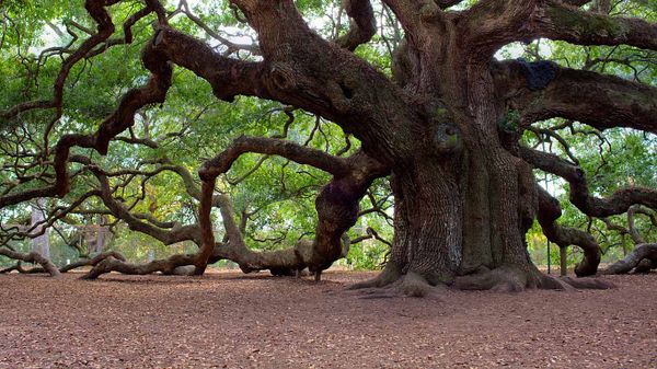 Angel Oak Tree, Johns Island, South Carolina, USA
