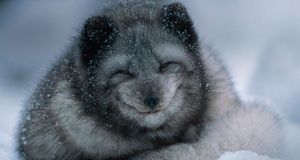 Arctic fox cub in winter (© Belinda Images/Superstock) &copy; (Bing United States)