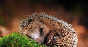 Hedgehog-- Images, Agence Photographique/eStock Photo &copy; (Bing United States)