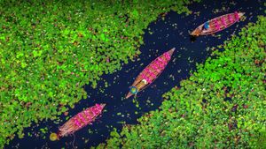 熱帯スイレンを集めるボート, バングラディッシュ バリサル (© Mustasinur Rahman Alvi/Future Publishing via Getty Images)(Bing Japan)