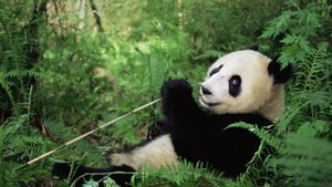 Panda géant, Réserve naturelle de Wolong, Province du Sichuan, Chine (© Lynn M. Stone/Minden Pictures)(Bing France)