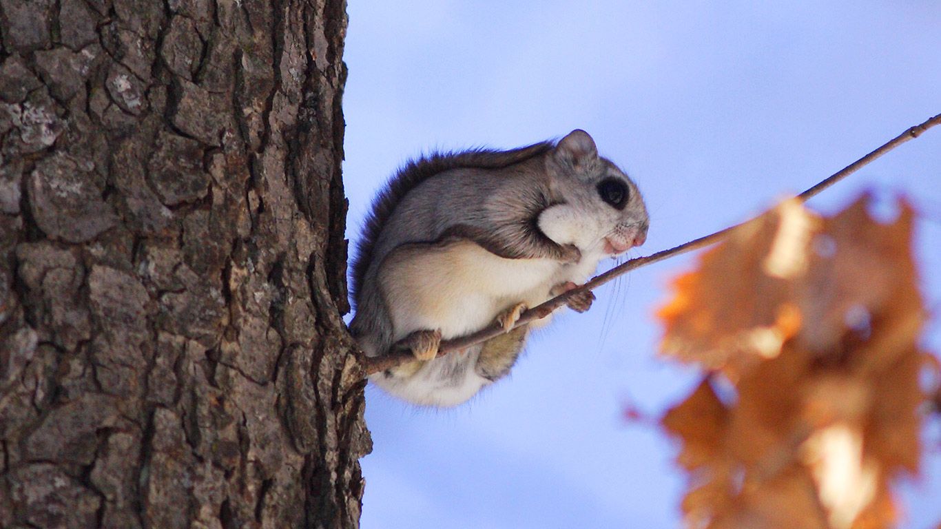 Japanese dwarf flying squirrel
