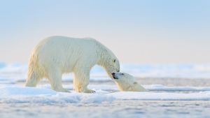 Eisbären beim Spielen in der Arktis (© Ondrej Prosicky/Shutterstock)(Bing Deutschland)