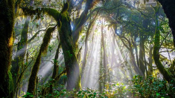 Sunlight piercing a forest in Garajonay National Park, La Gomera, Spain