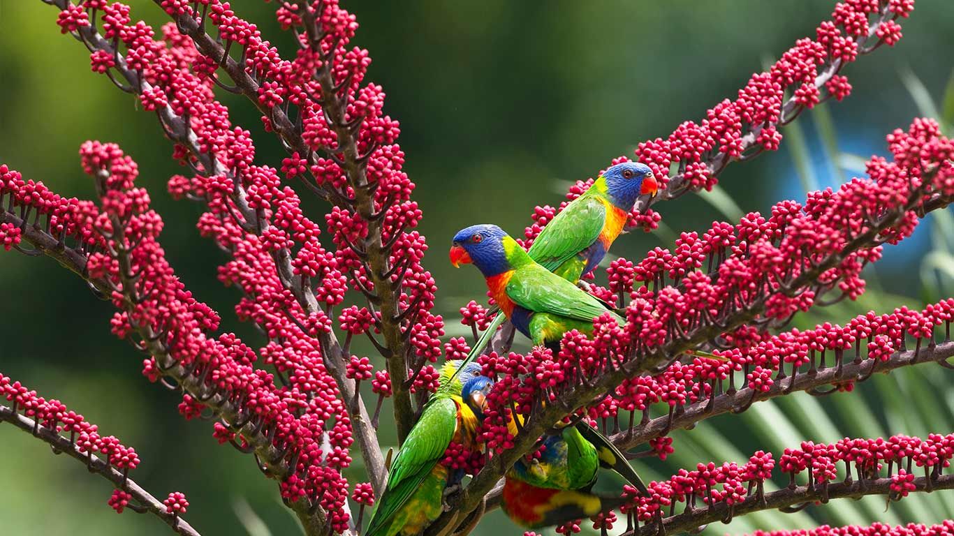 Rainbow lorikeets in umbrella tree, Atherton Tableland, Queensland, Australia