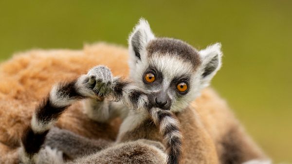 Ring-tailed lemur infant playing with its own tail, Madagascar