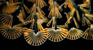 Licmophora Flabellata, une espèce de diatomée (microalgue), grossie 100 fois (© Wim van Egmond /Corbis) &copy; (Bing France)