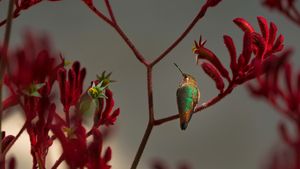 赤いカンガルーポーの枝に留まるアレンハチドリ (© GypsyPictureShow/Shutterstock)(Bing Japan)