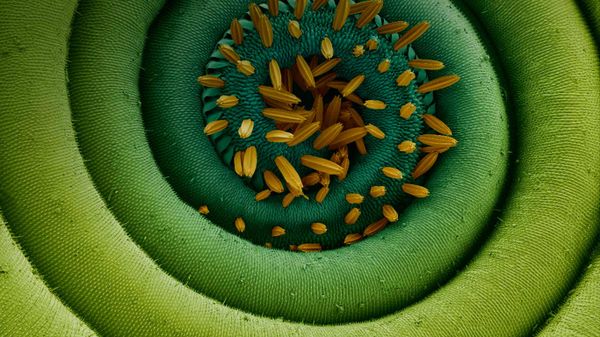 Magnification of a coiled proboscis of a moth
