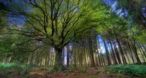 Forêt de Paimpont, Côtes-d’Armor, Bretagne (© Philippe Manguin Photographies/Getty Images) &copy; (Bing France)