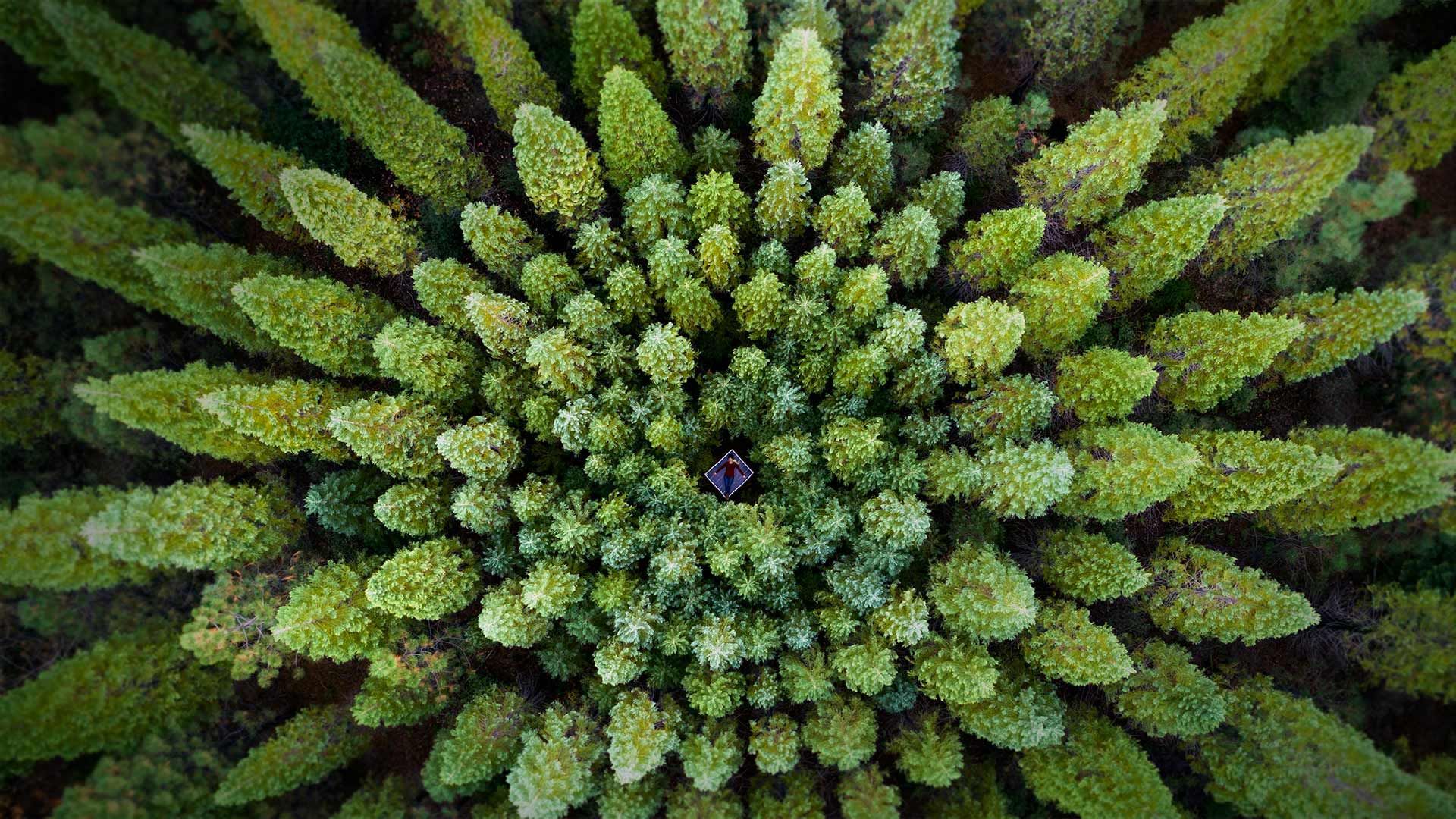 A symmetrical forest known as a Nelder plot