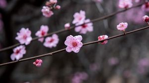 Plum blossoms, China (© zhikun sun/Getty Images)(Bing New Zealand)