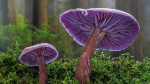 Funghi agarici ametistini, Seabeck, Washington, USA (© Danita Delimont/Shutterstock)(Bing Italia)