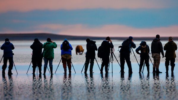 Photographers shooting pictures of brown bears in Lake Clark National Park and Preserve, Alaska, USA