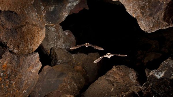 Myotis bats in Pond Cave, Craters of the Moon National Monument and Preserve, Idaho