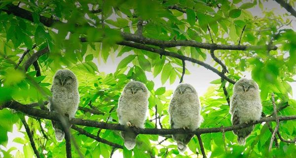 EzoUralOwl