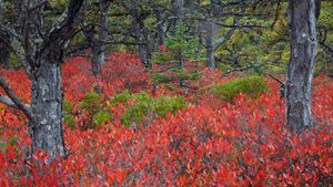 阿卡迪亚国家公园的高丛蓝莓植物，缅因州 (© Danita Delimont/Gallo Images/Getty Images Plus)(Bing China)