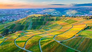 Drohnenansicht der Weinberge im Remstal, Baden-Württemberg (© Westend61/Getty Images)(Bing Deutschland)