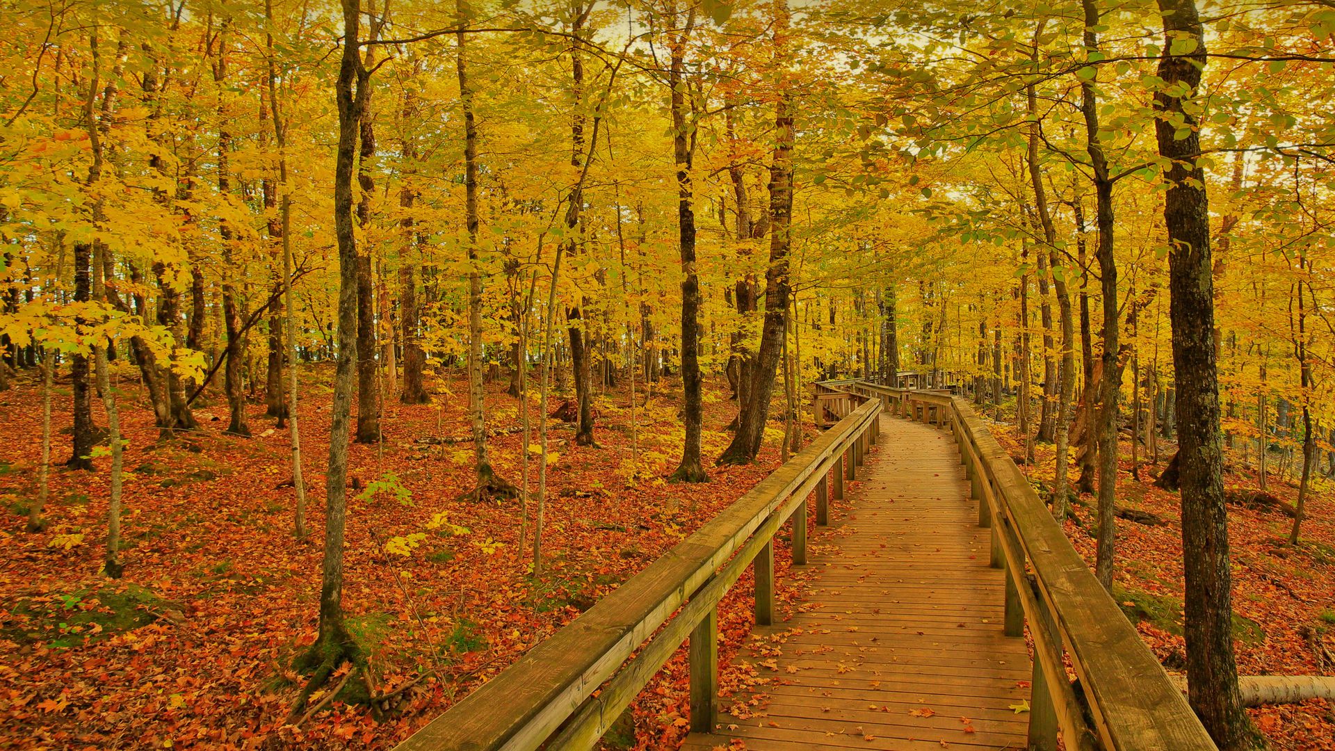 Sentier dans le Porcupine Mountains Wilderness State Park, Montagnes du Porc-Épic, Michigan, États-Unis