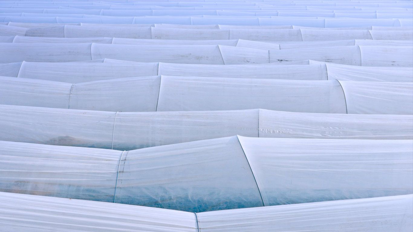 White asparagus cultivation in Abensberg, Germany
