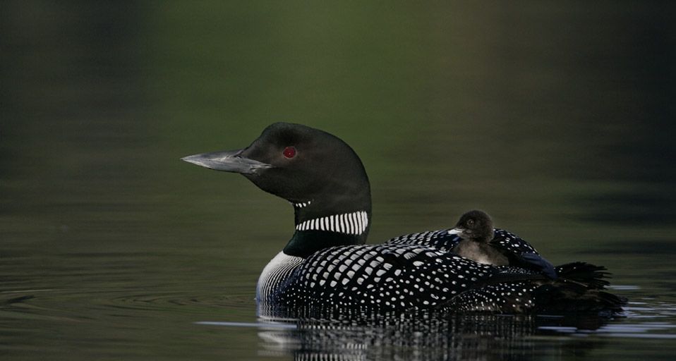 Common loon With chick on her back