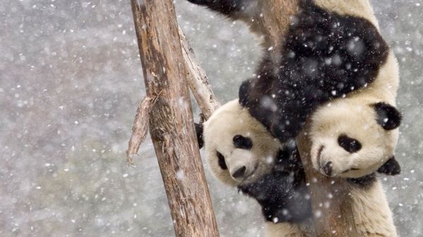 Giant pandas in Sichuan, China
