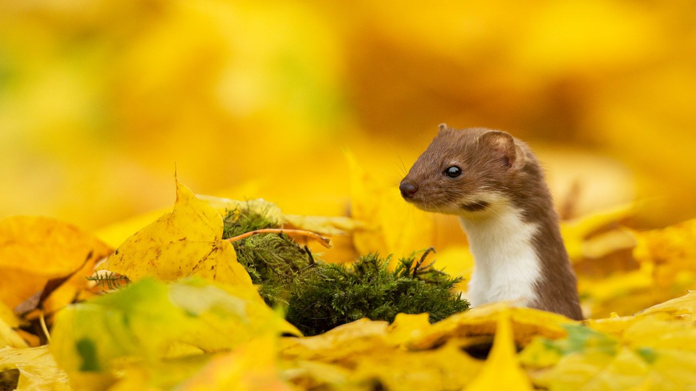 A weasel looking out of yellow leaves in autumn